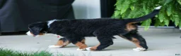 Bernese Mountain Dog dogs for sale: SPIKE - Ad 13