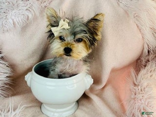 Yorkshire Terrier dogs - Ad 21