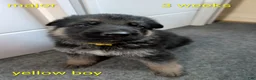 German Shepherd dogs for sale: Major - Ad 2