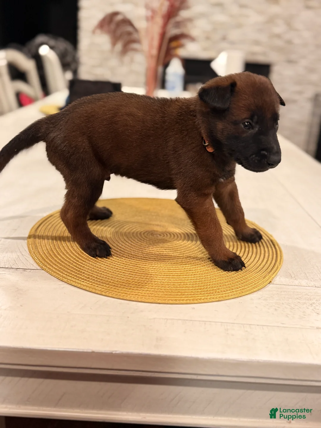 Belgian Malinois dogs for sale: Mr. Blonde - Ad 2