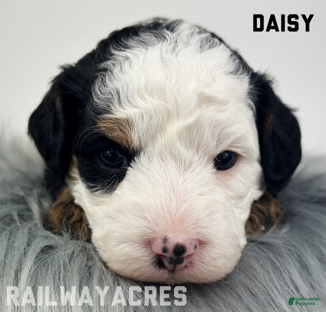 Mixed Breed dogs for sale: Daisy - Ad 1