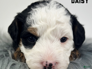 Mixed Breed dogs Daisy - Ad 9