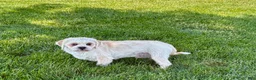 Lhasa Apso dogs for sale: Beau - Ad 8