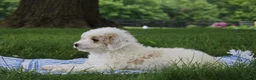 Mini Goldendoodle dogs for sale: Tulip - Ad 5
