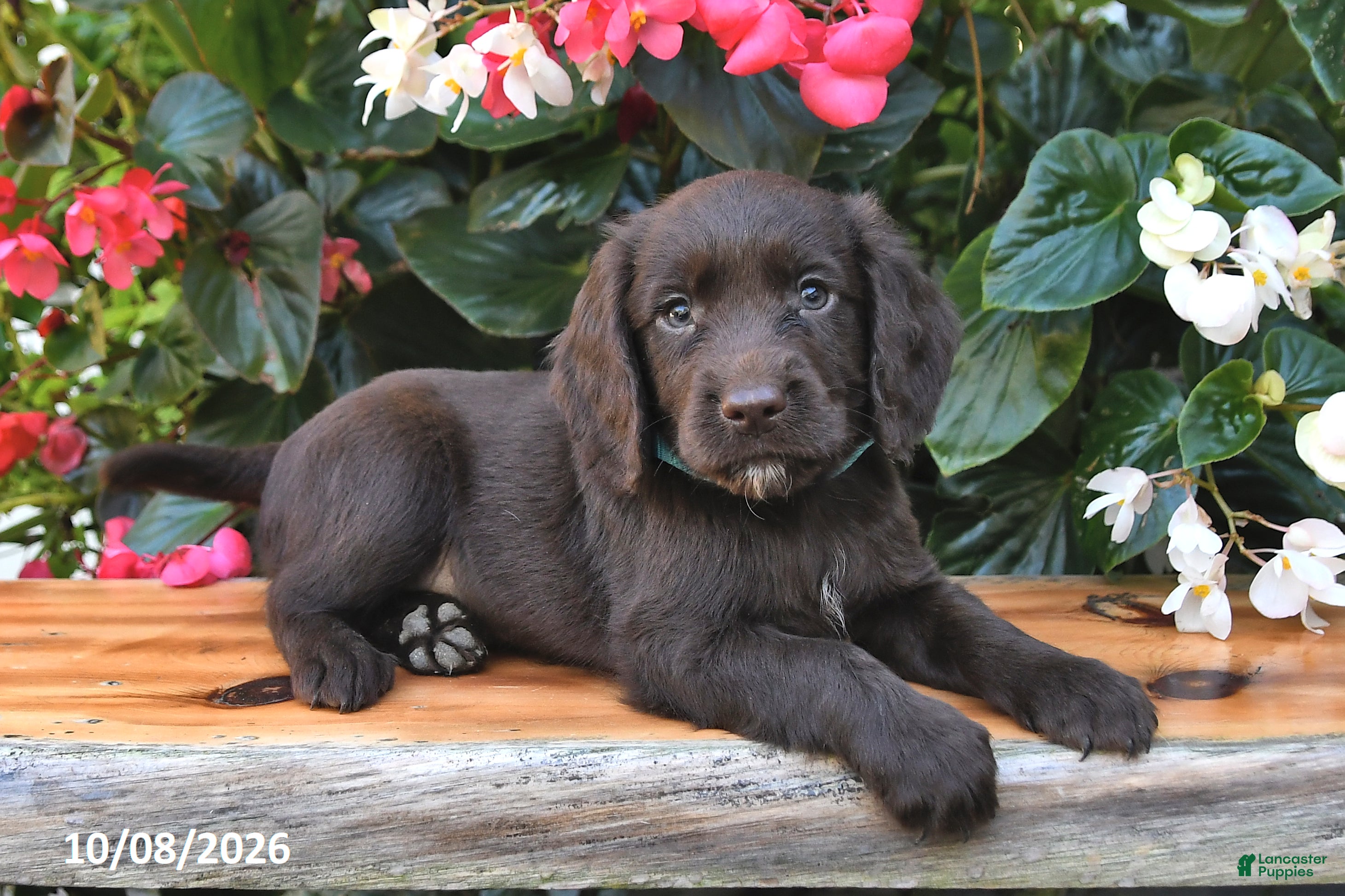 Echo (Cocker Spaniel, Male) in Shiloh, OH