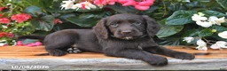 Cocker Spaniel dogs for sale: Echo - Ad 1