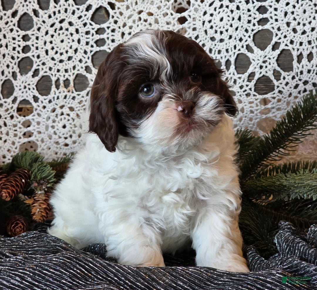Shihpoo dogs for sale: Jackson - Ad 4