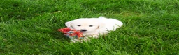 Golden Retriever dogs for sale: Henry - Ad 5
