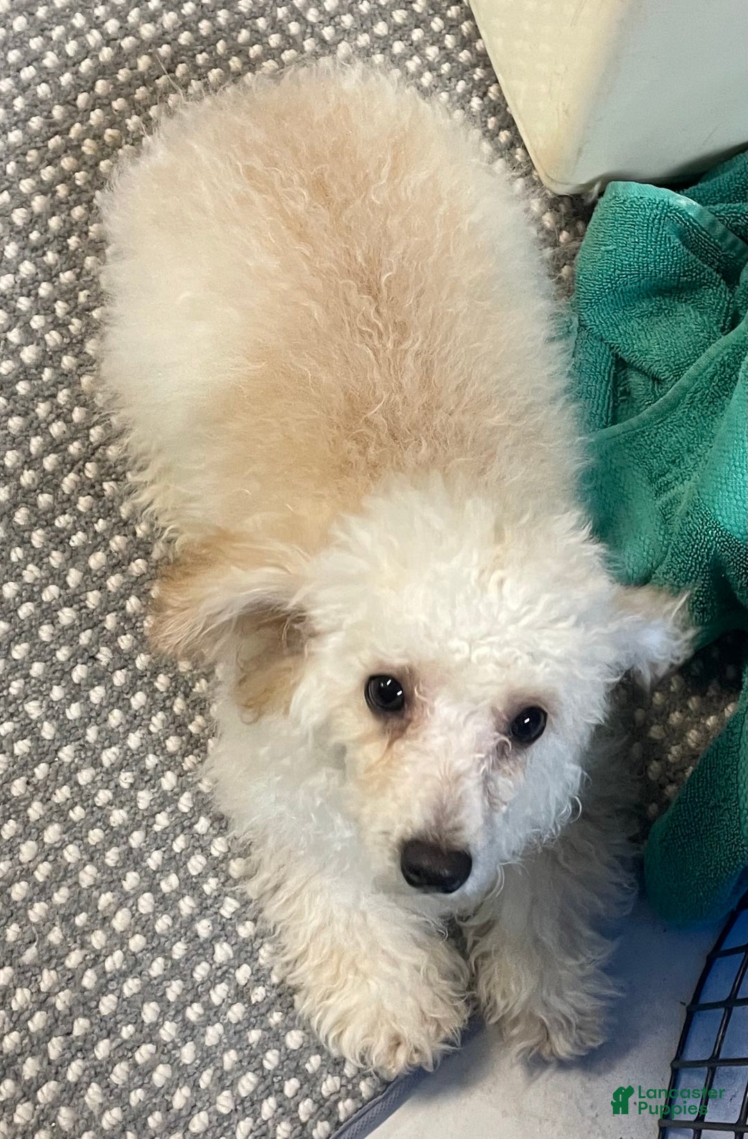 Toy Poodle dogs for sale: Leon - Ad 10