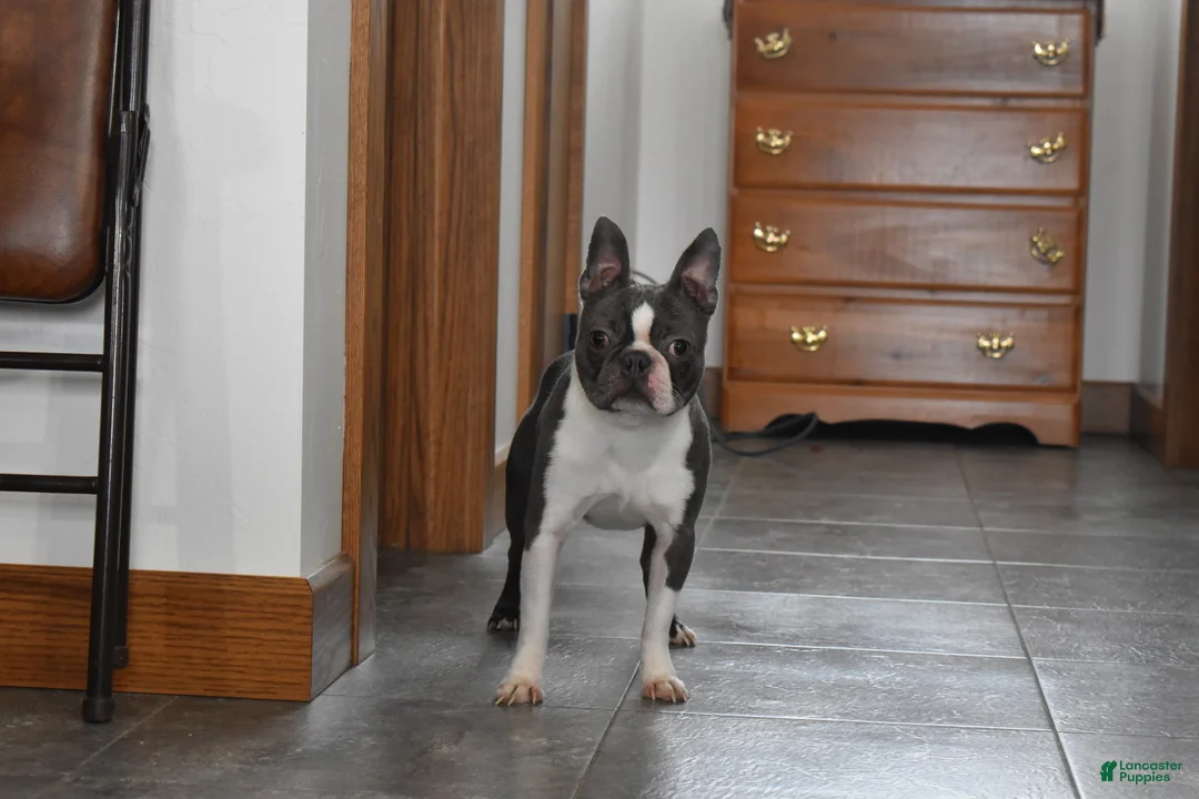 Boston Terrier dogs for sale: Rudy - Ad 3