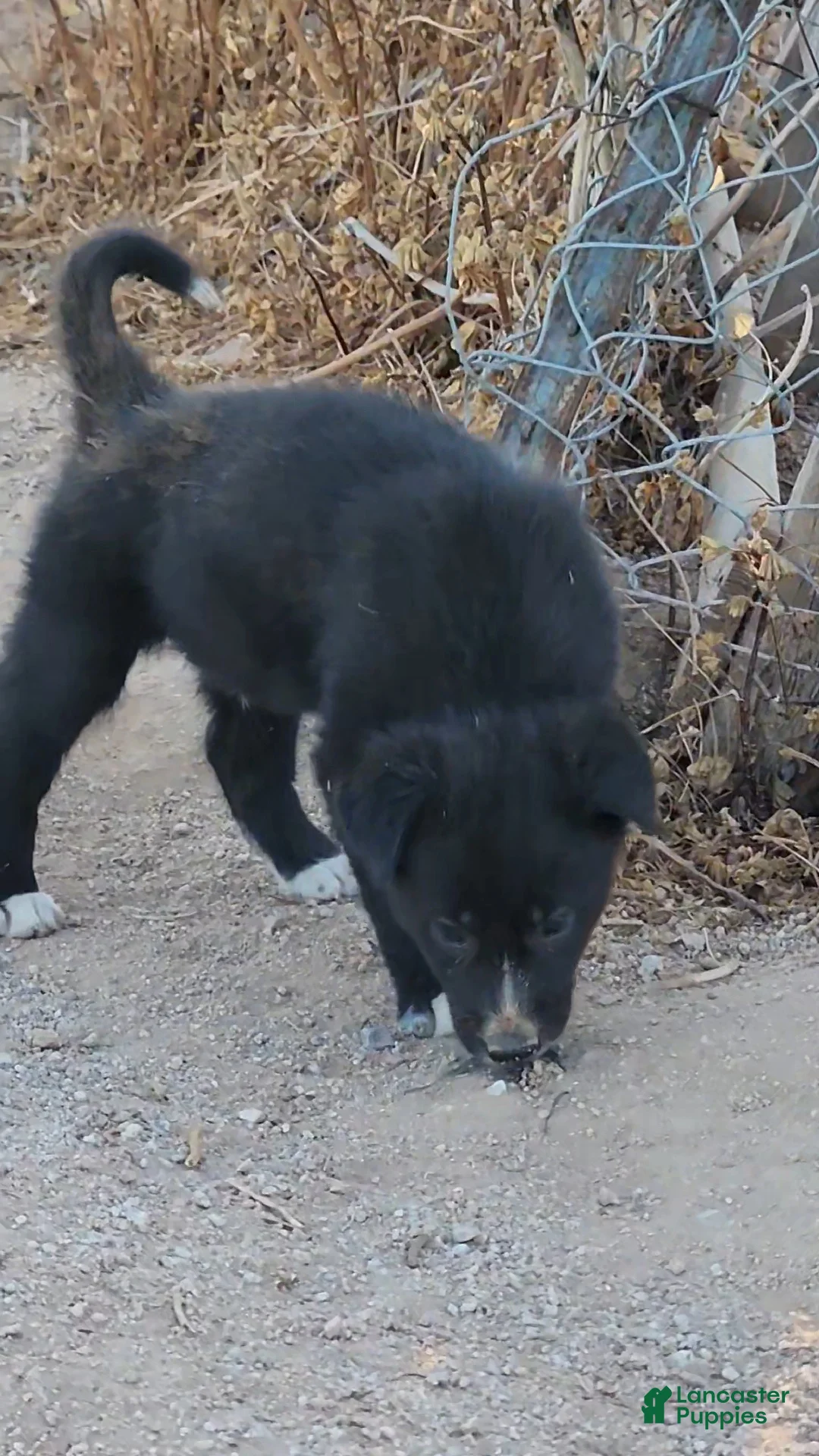 Mixed Breed dogs for sale: McNabsky M black - Ad 2
