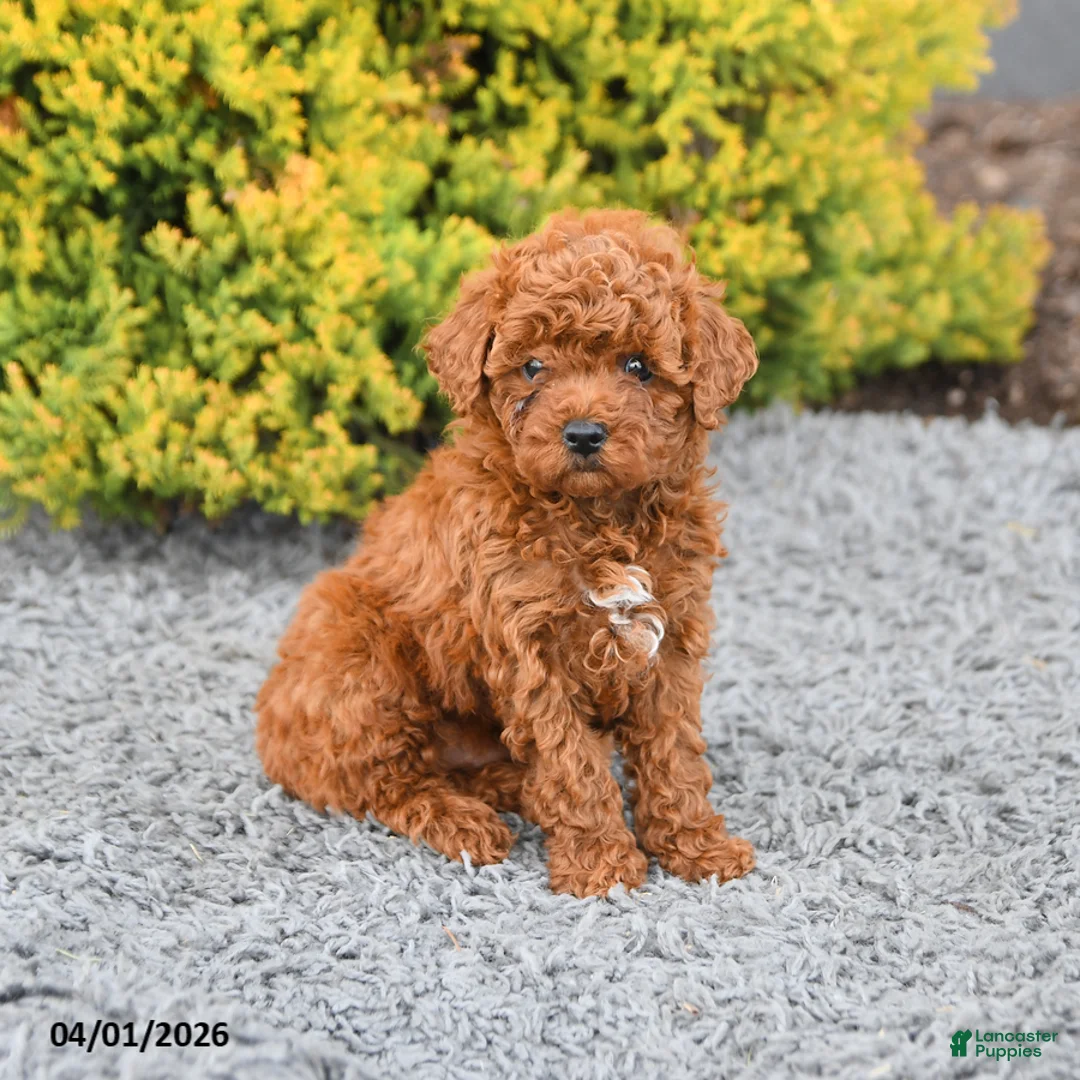 Miniature Poodle dogs for sale: Maple   - Ad 5