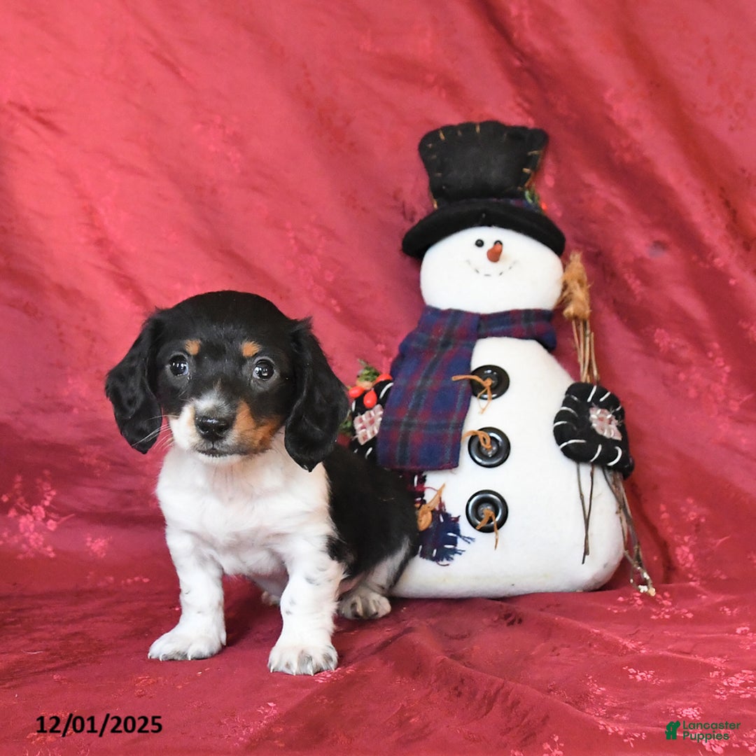 Dachshund dogs for sale: Hunter - Ad 3