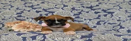 Boxer dogs for sale: Taite - Ad 3
