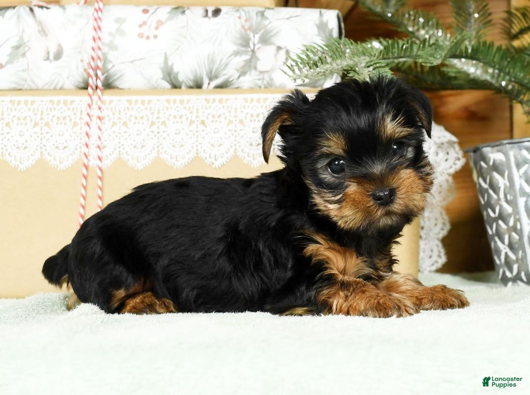 Yorkshire Terrier dogs for sale: Beck - Ad 8