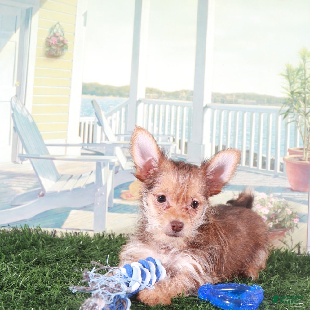 Mixed Breed dogs Baron Happy Little Havayork - Ad 2