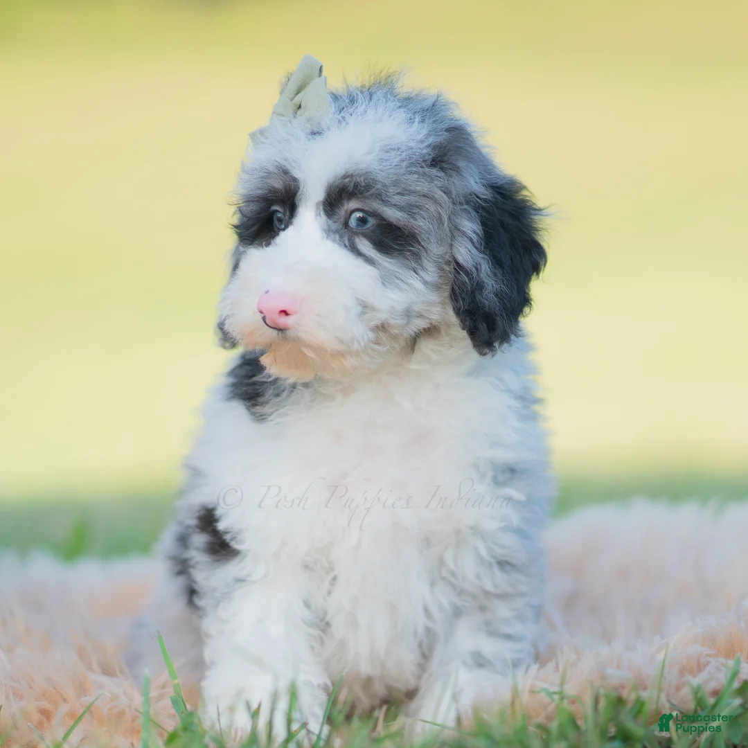 Mini Goldendoodle dogs for sale: Whizzer - Ad 2