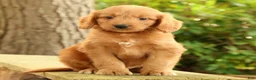 Mini Goldendoodle dogs for sale: Mitch - Ad 1