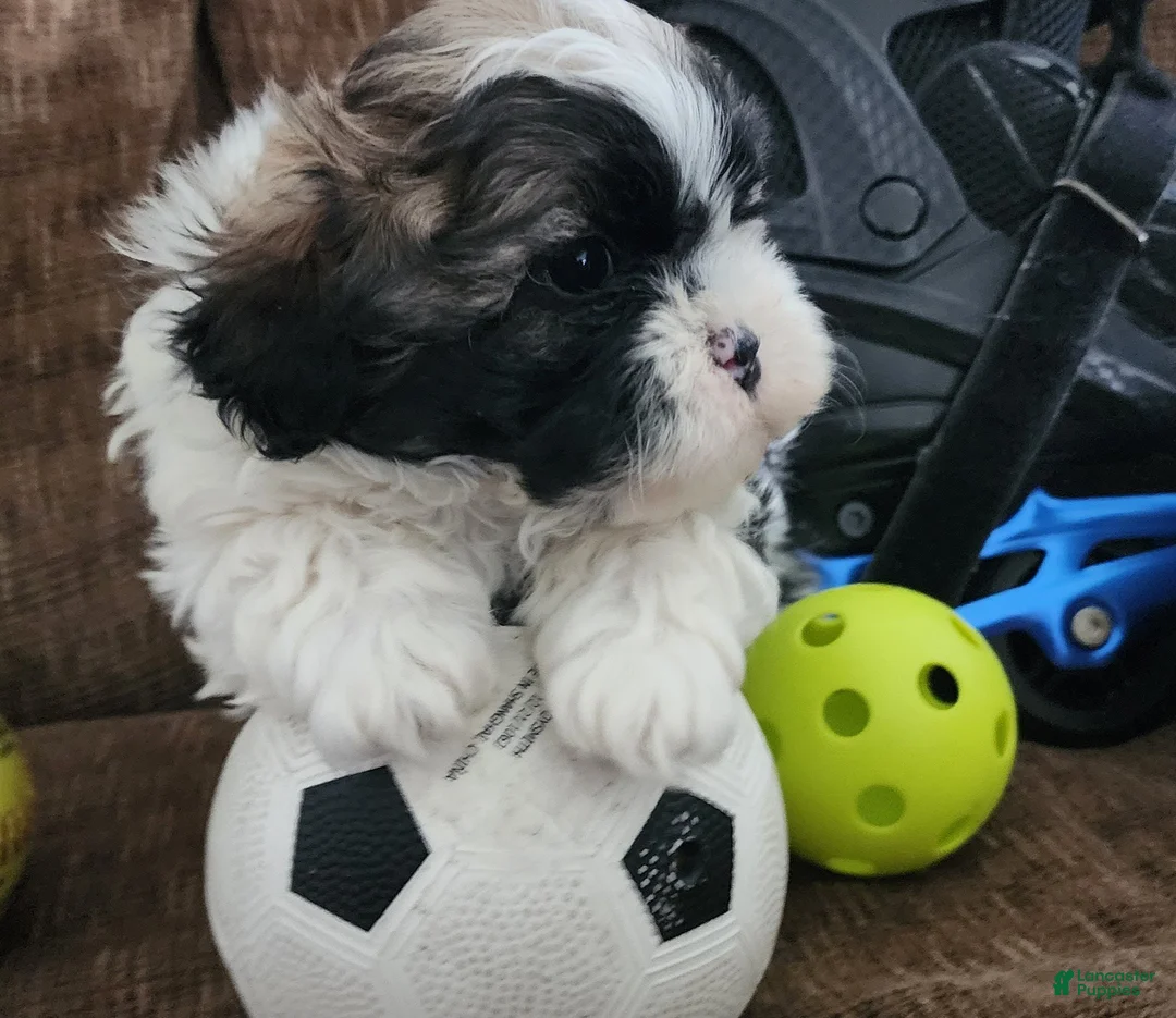 Shihpoo dogs for sale: INDIGO - Ad 2