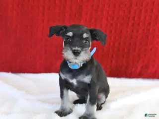 Miniature Schnauzer dogs for sale: Fido - Ad 4