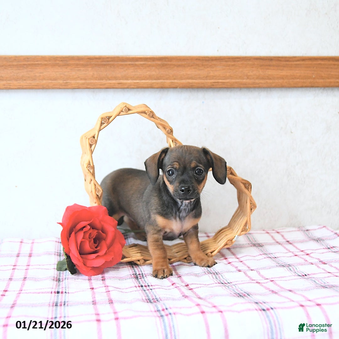 Mixed Breed dogs for sale: Romeo EXTRA SMALL - Ad 4
