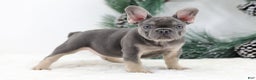 French Bulldog dogs for sale: Connor - Ad 5