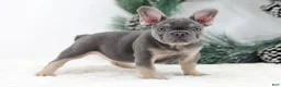 French Bulldog dogs for sale: Connor - Ad 5