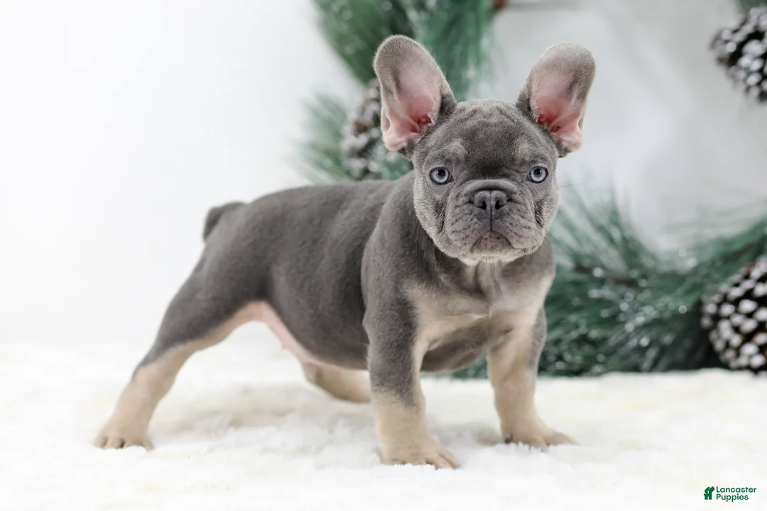 French Bulldog dogs for sale: Connor - Ad 5