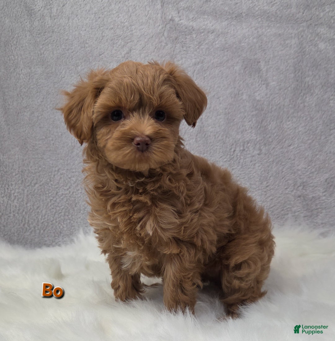 Maltipoo dogs for sale: Bo - Ad 5