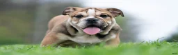 English Bulldog dogs for sale: Hulk - Ad 86
