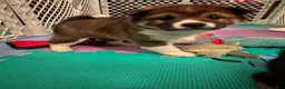 Shiba Inu dogs for sale: Touka  - Ad 17