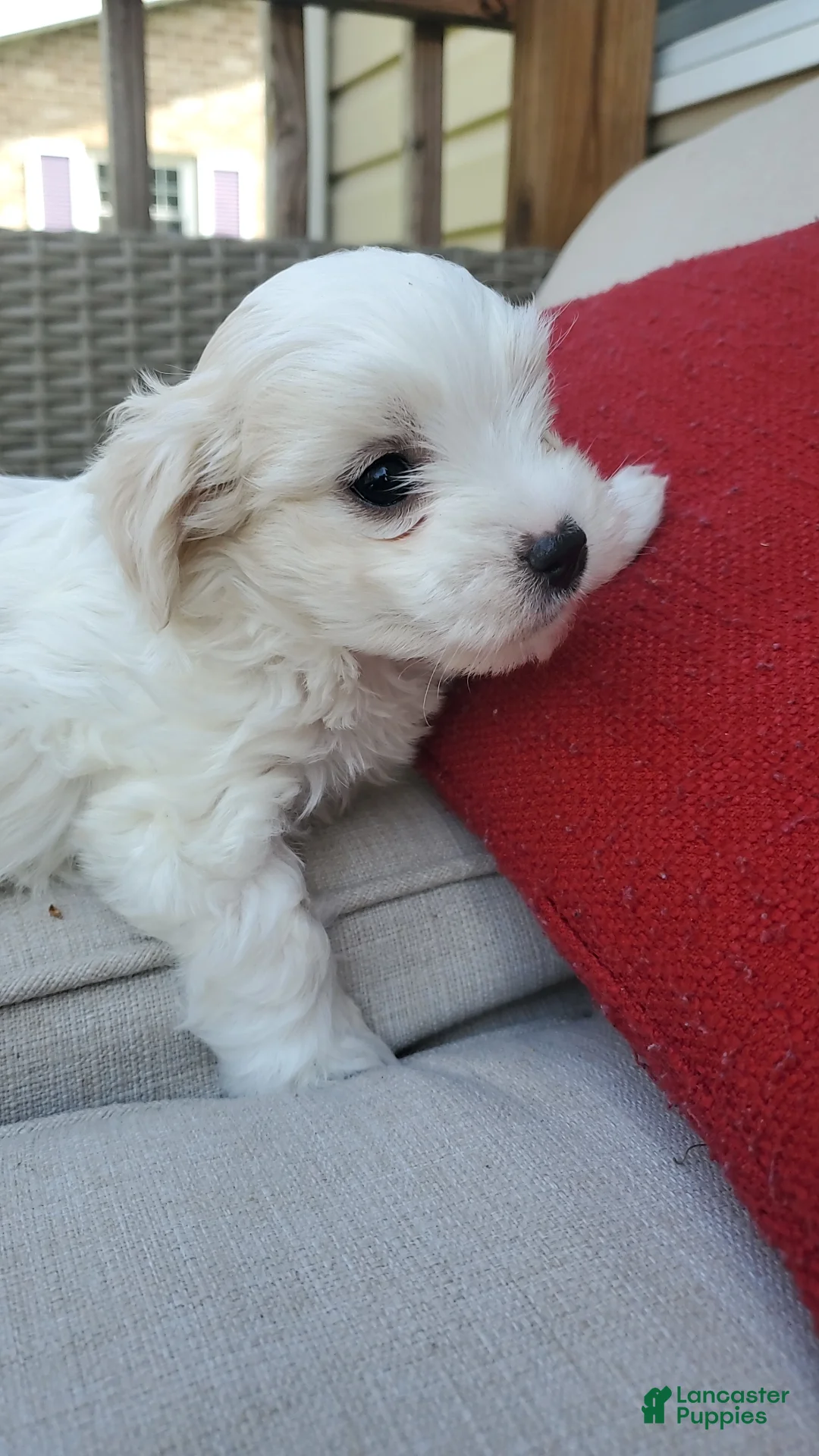 Maltese dogs for sale: Moses - Ad 1