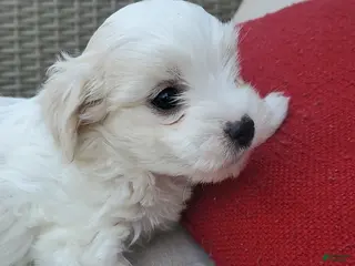 Maltese dogs Moses - Ad 27