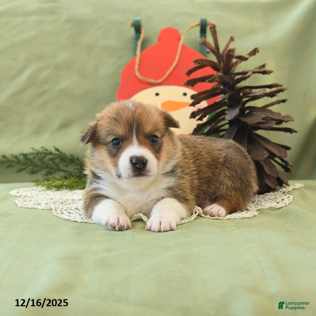 Welsh Corgi Pembroke dogs for sale: Pete - Ad 13