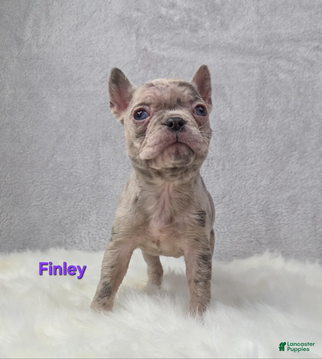 Mixed Breed dogs for sale: Finley  - Ad 3