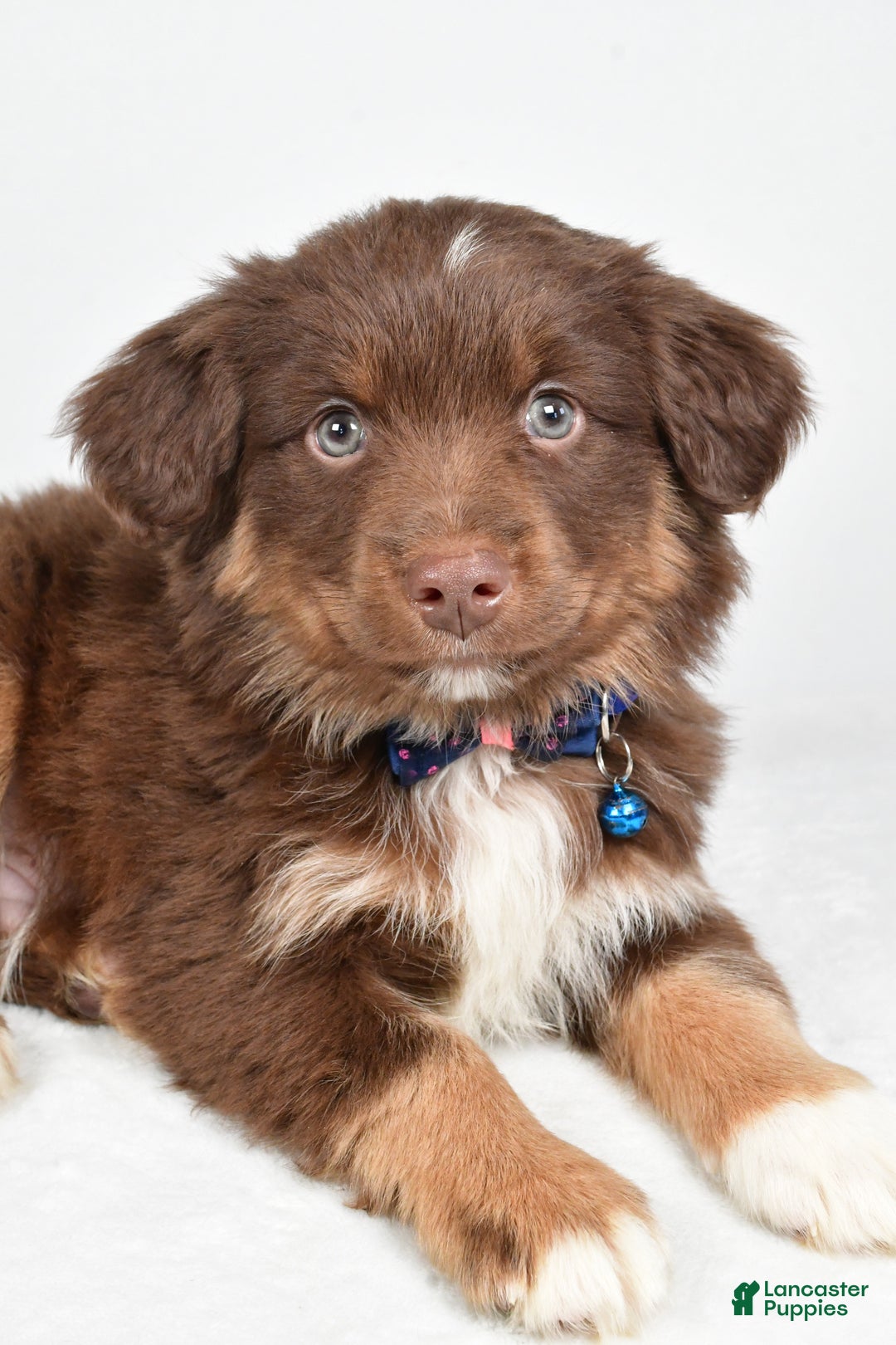 Miniature Australian Shepherd dogs for sale: Romeo - Ad 3