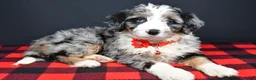 Mini Bernedoodle dogs for sale: Brianna - Ad 3