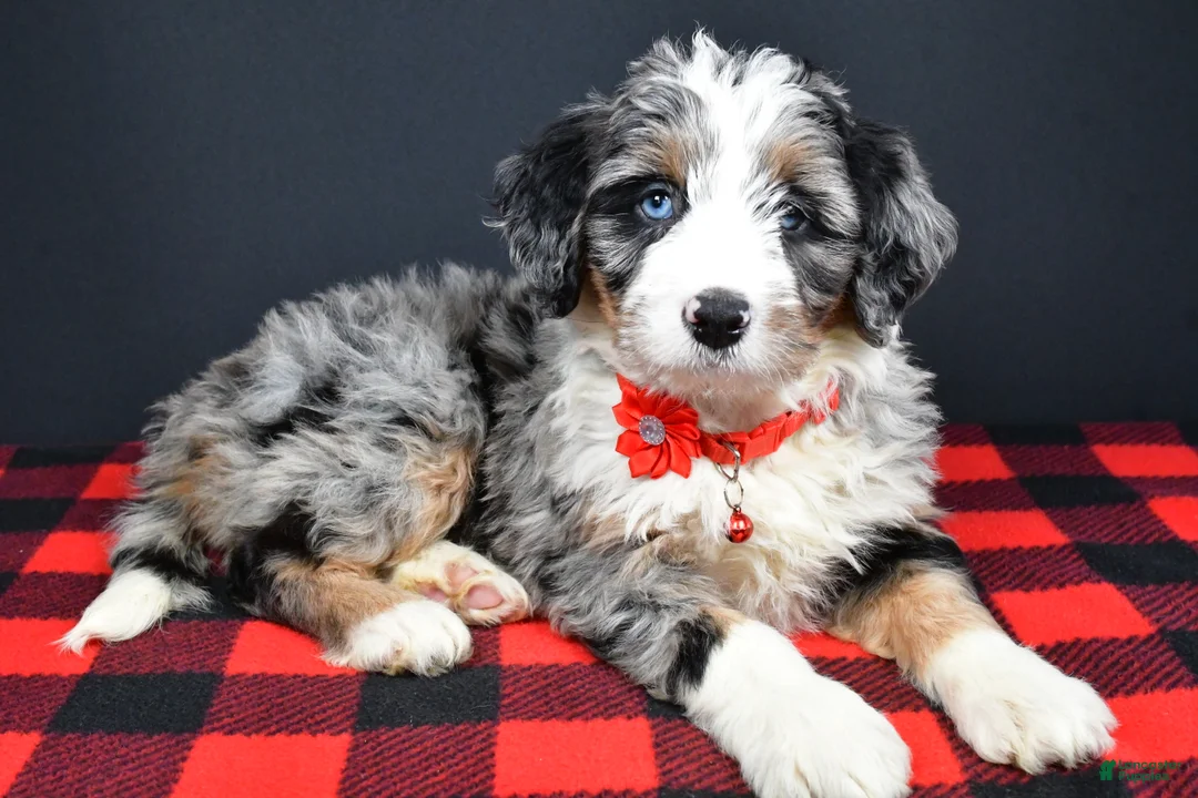 Mini Bernedoodle dogs for sale: Brianna - Ad 3