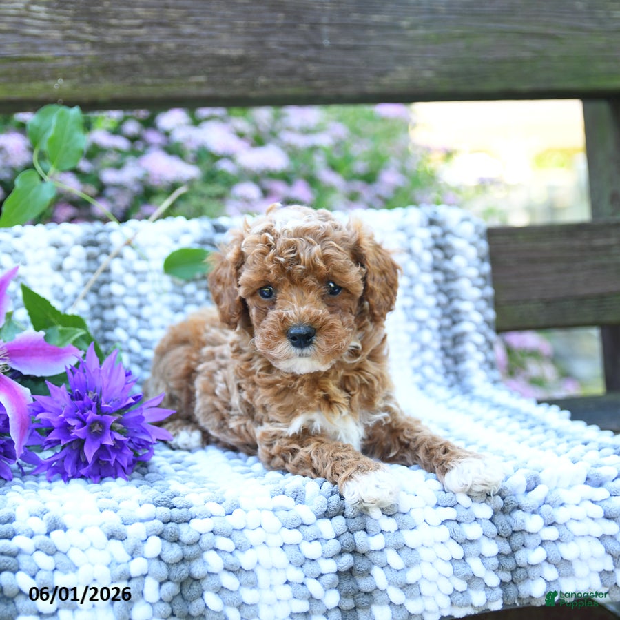 Miniature Poodle dogs for sale: Colby - Ad 3