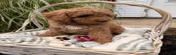 Mini Goldendoodle dogs for sale: Betzy - Ad 6
