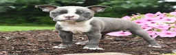 Boston Terrier dogs for sale: Debrah - Ad 5