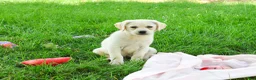 Labrador Retriever dogs for sale: Silvermist - Ad 7