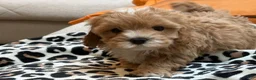 Maltipoo dogs for sale: Cupcake - Ad 9