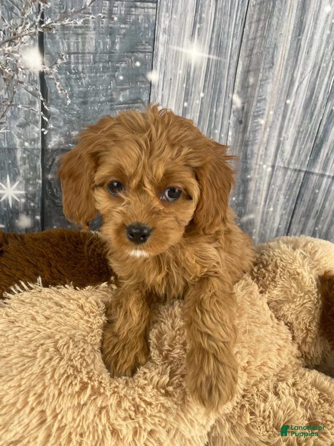Cavapoo dogs for sale: Rosie - Ad 4