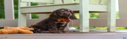 Cocker Spaniel dogs for sale: Mason - Ad 5