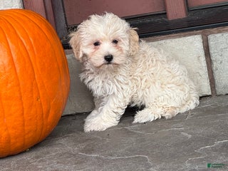 Mixed Breed dogs - Ad 3