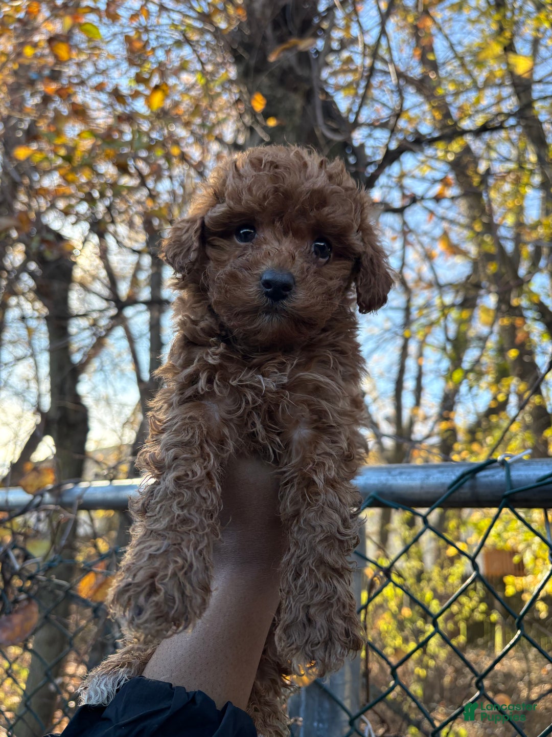 Toy Poodle dogs for sale: TOY TEACUP TYLER - Ad 3