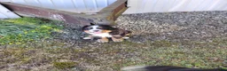 Bernese Mountain Dog dogs for sale: Clyde - Ad 2