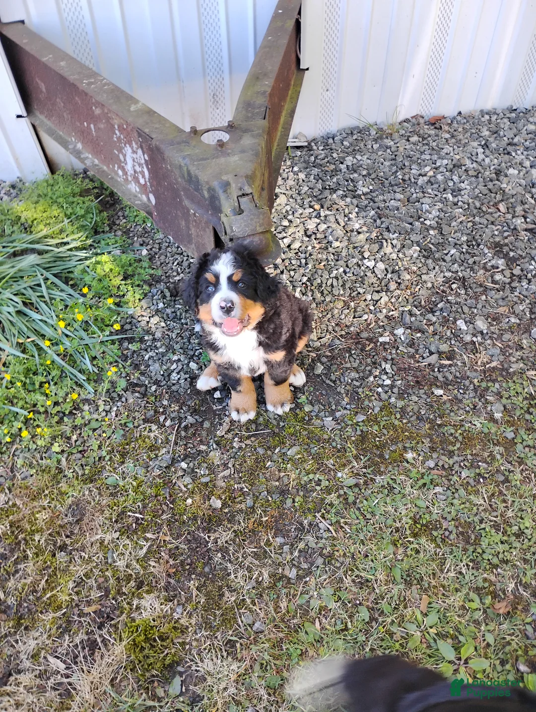 Bernese Mountain Dog dogs for sale: Clyde - Ad 2