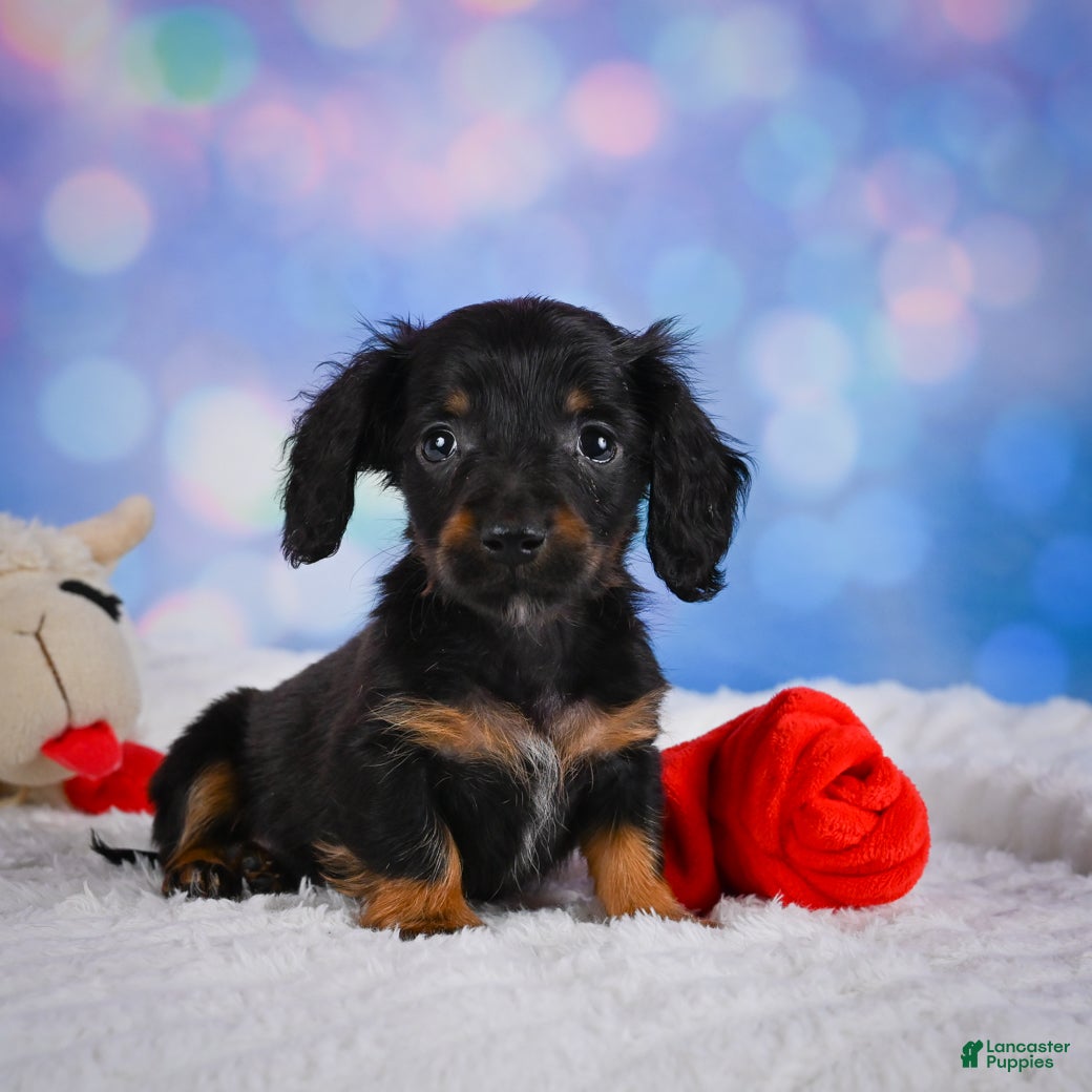 Miniature Dachshund dogs Winston - Ad 1